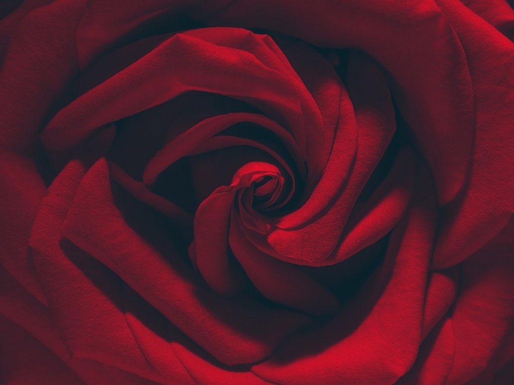 Обои макро, цветок, роза, лепестки, красная, macro, flower, rose, petals, red разрешение 2048x1365 Загрузить