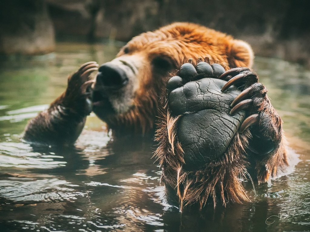 Обои медведь, купание, лапа, бурый, bear, bathing, paw, brown разрешение 2048x1381 Загрузить