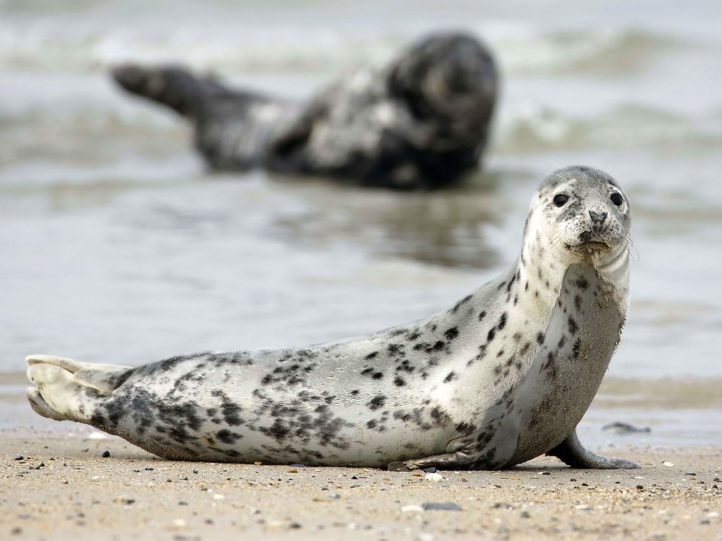 Обои песок, тюлень, тюлени, морские млекопитающие, sand, seal, seals, marine mammals разрешение 5235x3490 Загрузить