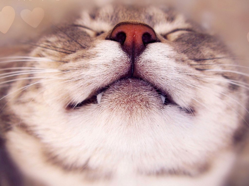 Обои морда, кот, усы, кошка, клыки, нос, face, cat, mustache, fangs, nose разрешение 2560x1600 Загрузить