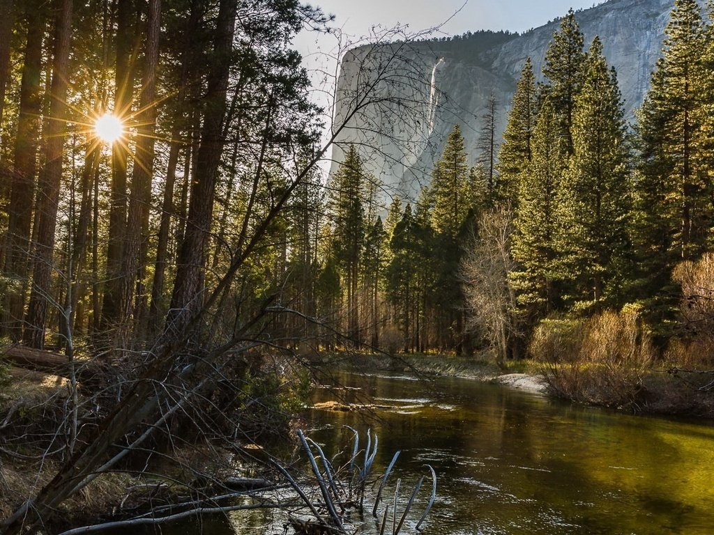 Обои деревья, лес, trees, forest разрешение 1920x1080 Загрузить