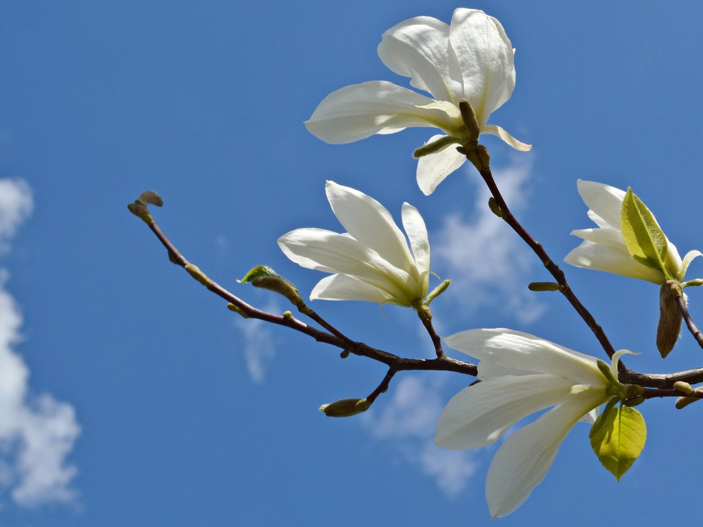 Обои небо, цветы, облака, ветка, магнолия, the sky, flowers, clouds, branch, magnolia разрешение 2048x1362 Загрузить