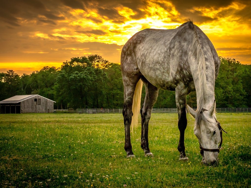 Обои лошадь, закат, лето, конь, horse, sunset, summer разрешение 4858x3218 Загрузить