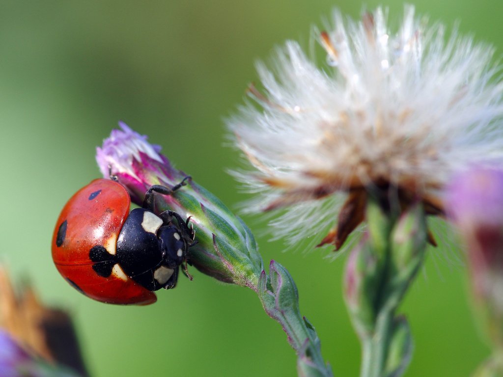 Обои жук, макро, насекомое, цветок, божья коровка, ziva & amir, beetle, macro, insect, flower, ladybug разрешение 3786x2397 Загрузить