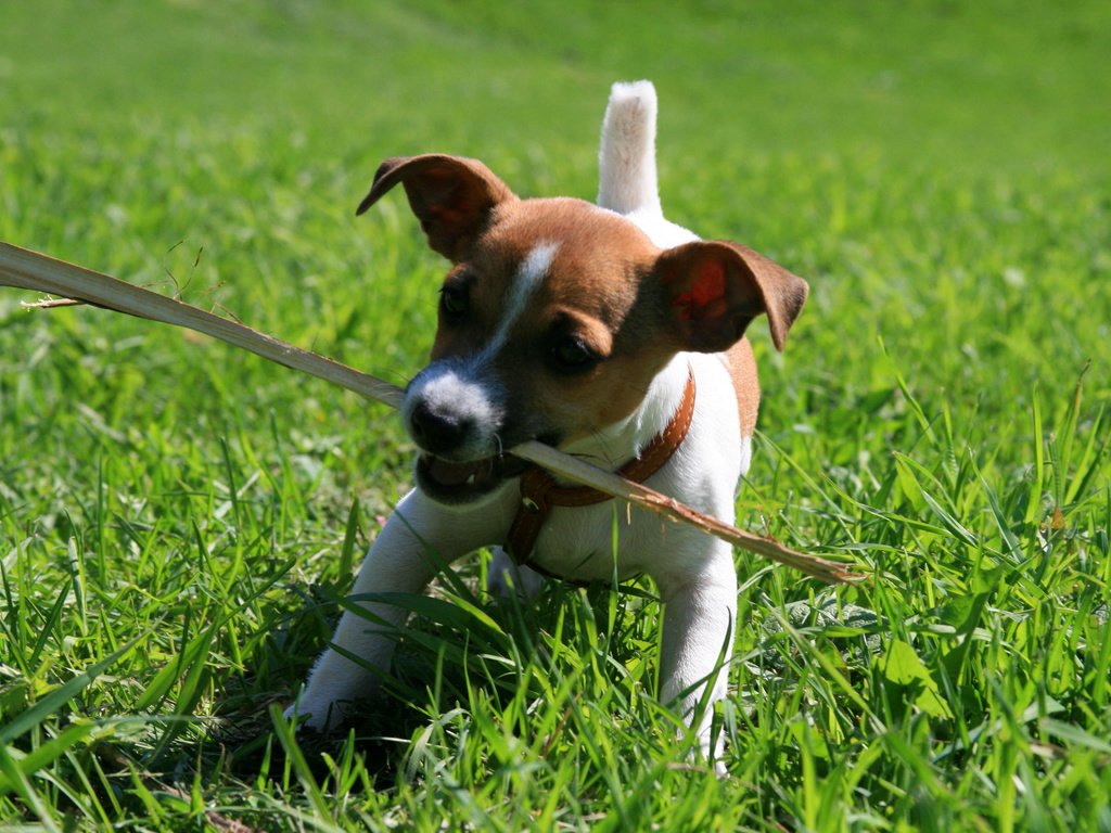 Обои собака, щенок, игра, палка, джек-рассел-терьер, dog, puppy, the game, stick, jack russell terrier разрешение 3888x2592 Загрузить