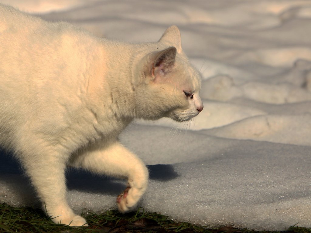 Обои снег, кот, кошка, белый, ошка, snow, cat, white, oshka разрешение 2048x1265 Загрузить