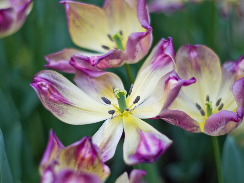 Обои цветы, макро, лепестки, весна, тюльпаны, flowers, macro, petals, spring, tulips разрешение 2048x1391 Загрузить