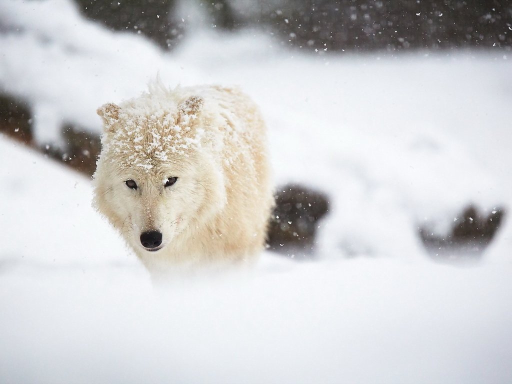 Обои снег, зима, белый, животное, волк, арктический волк, snow, winter, white, animal, wolf, arctic wolf разрешение 1920x1280 Загрузить