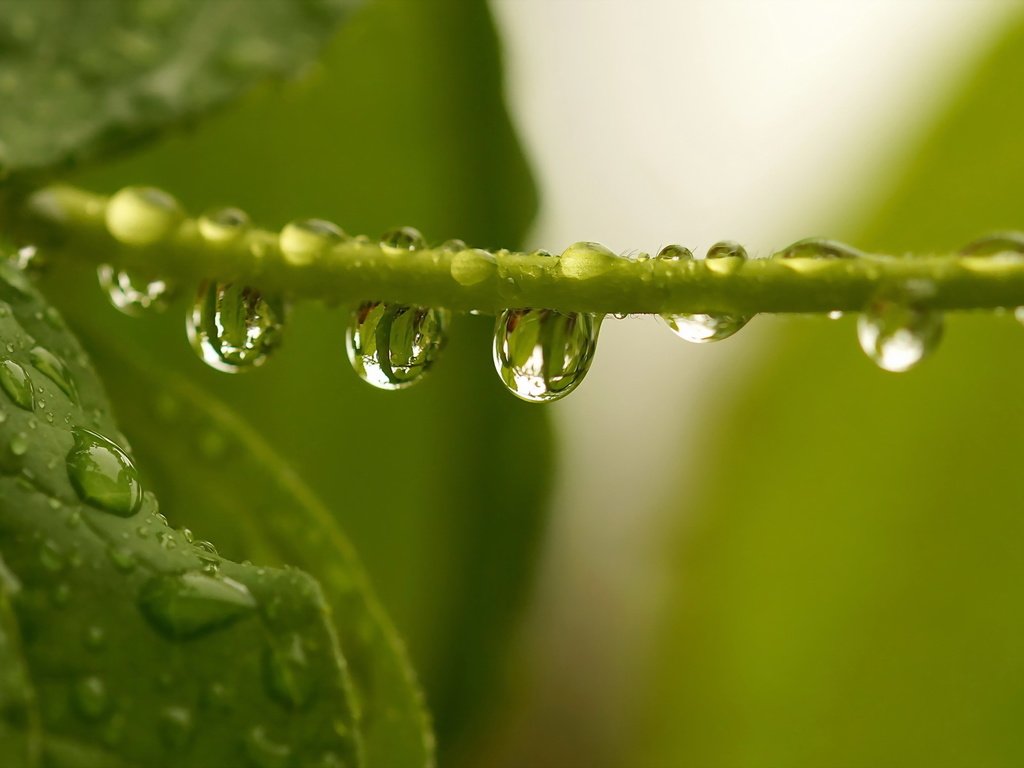 Обои вода, листья, капли, зеленые, растение, стебель, water, leaves, drops, green, plant, stem разрешение 1920x1200 Загрузить