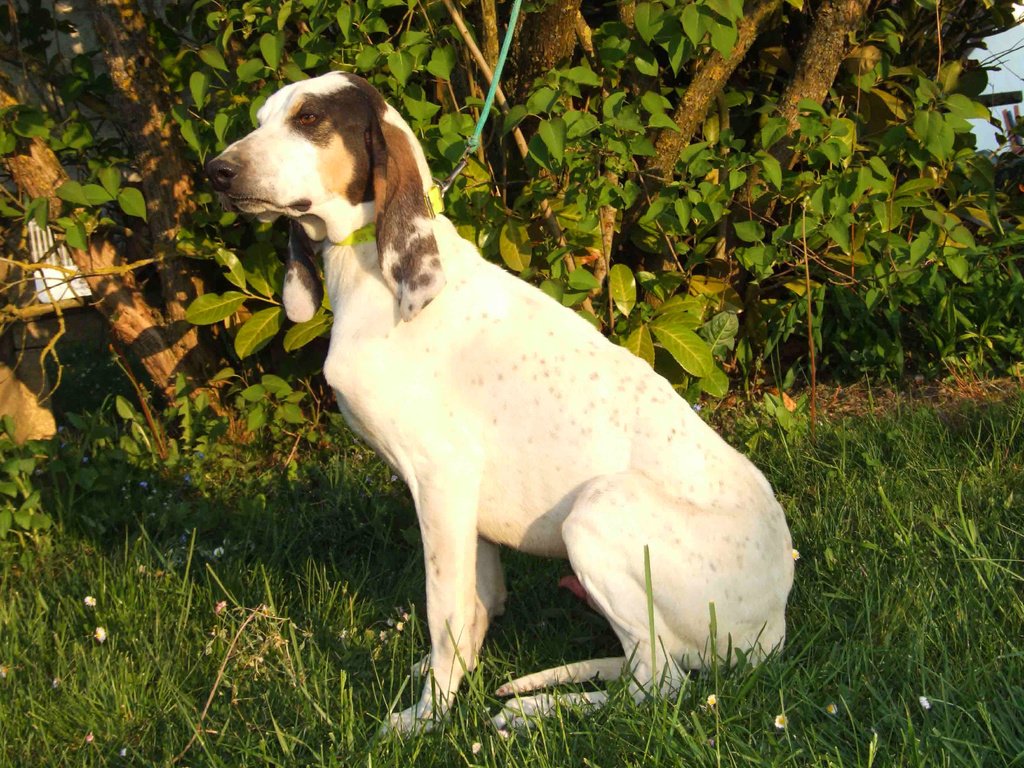 Обои собака, уши, арьежская гончая, охотничья собака, dog, ears, ariska hound, hunting dog разрешение 3488x2616 Загрузить