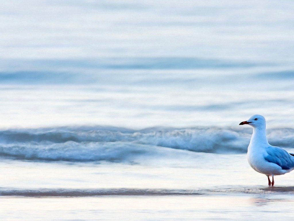 Обои море, чайка, птица, sea, seagull, bird разрешение 1920x1080 Загрузить