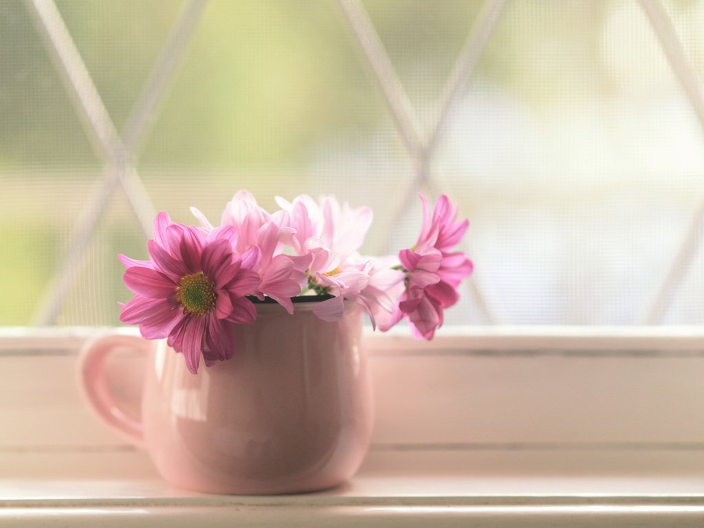 Обои цветы, лепестки, кружка, розовые, окно, букетик, подоконник, flowers, petals, mug, pink, window, a bunch, sill разрешение 2560x1600 Загрузить