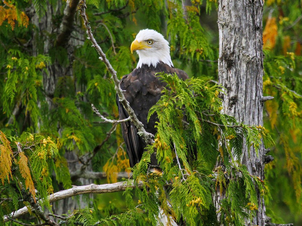 Обои дерево, лес, ветки, орел, птица, белоголовый орлан, tree, forest, branches, eagle, bird, bald eagle разрешение 1920x1200 Загрузить