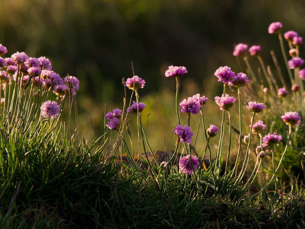 Обои цветы, трава, природа, полевые цветы, armeria, армерия, flowers, grass, nature, wildflowers, thrift разрешение 2560x1440 Загрузить