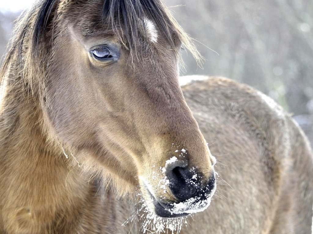 Обои морда, лошадь, снег, природа, зима, конь, грива, face, horse, snow, nature, winter, mane разрешение 1920x1080 Загрузить