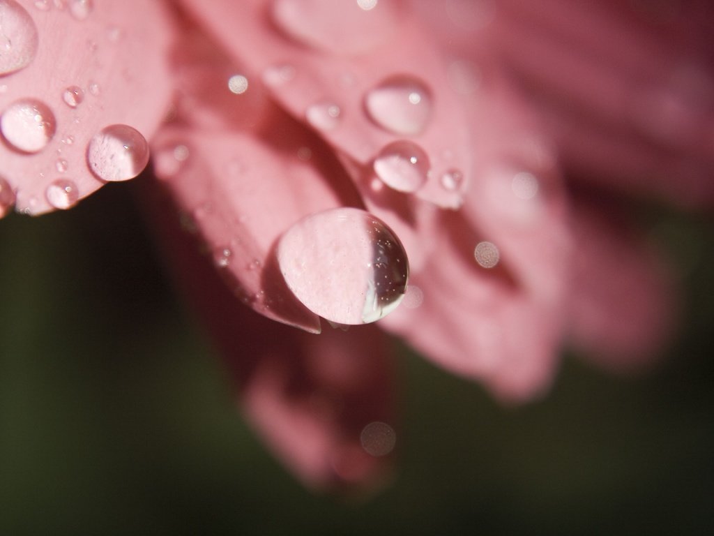 Обои цветок, роса, капли, лепестки, крупным планом, flower, rosa, drops, petals, closeup разрешение 3888x2592 Загрузить