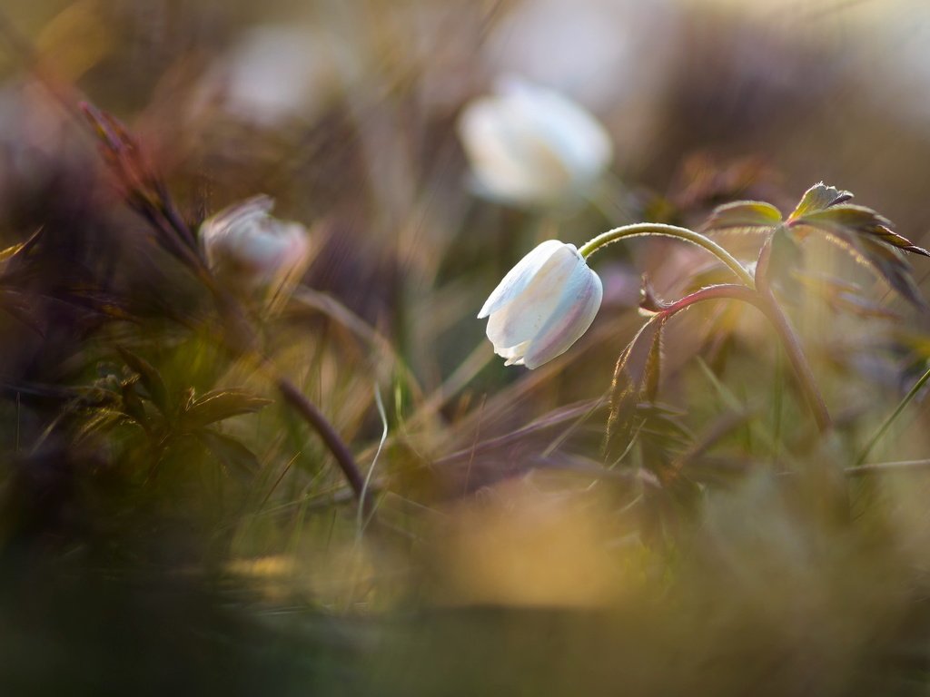 Обои трава, природа, цветок, grass, nature, flower разрешение 2048x1428 Загрузить