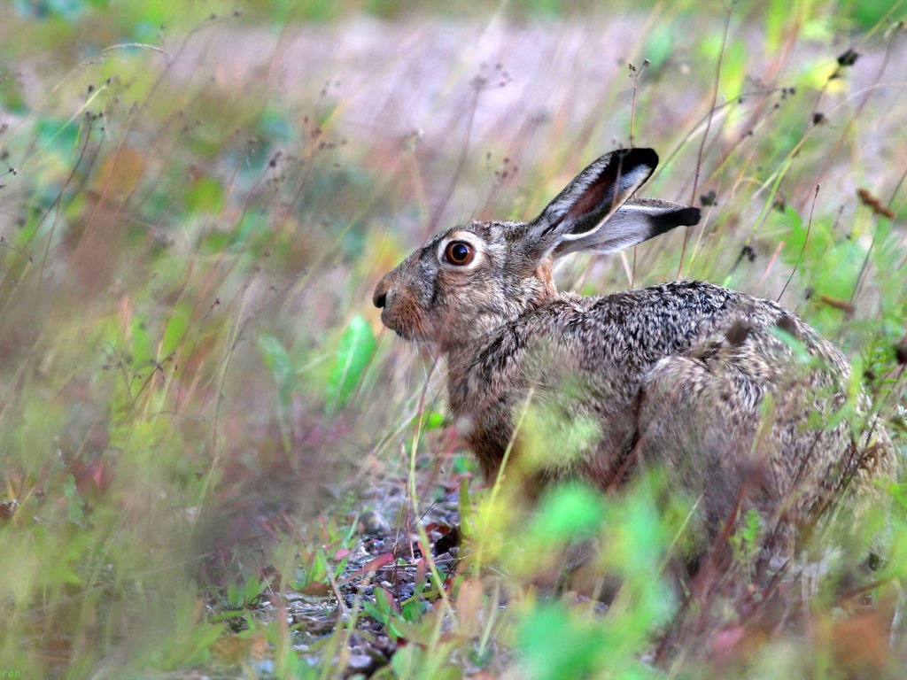 Обои природа, фон, животные, заяц, русак, nature, background, animals, hare разрешение 1920x1280 Загрузить