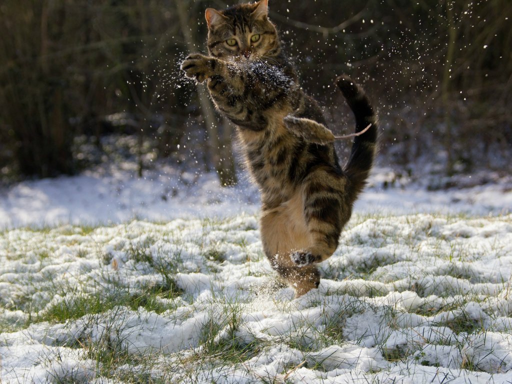 Обои снег, зима, кот, мышка, кунг-фу, snow, winter, cat, mouse, kung fu разрешение 2048x1284 Загрузить