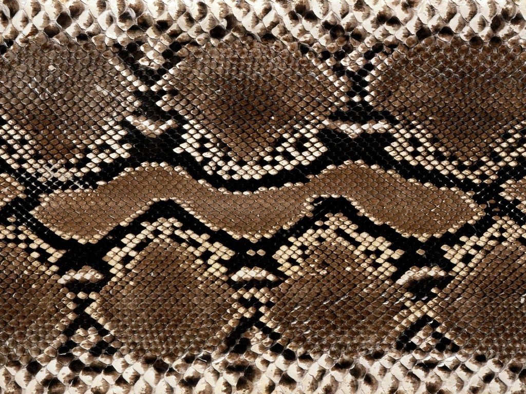 Обои текстура, змея, кожа, расцветка, питон, змеиная кожа, texture, snake, leather, colors, python, snakeskin разрешение 1920x1200 Загрузить