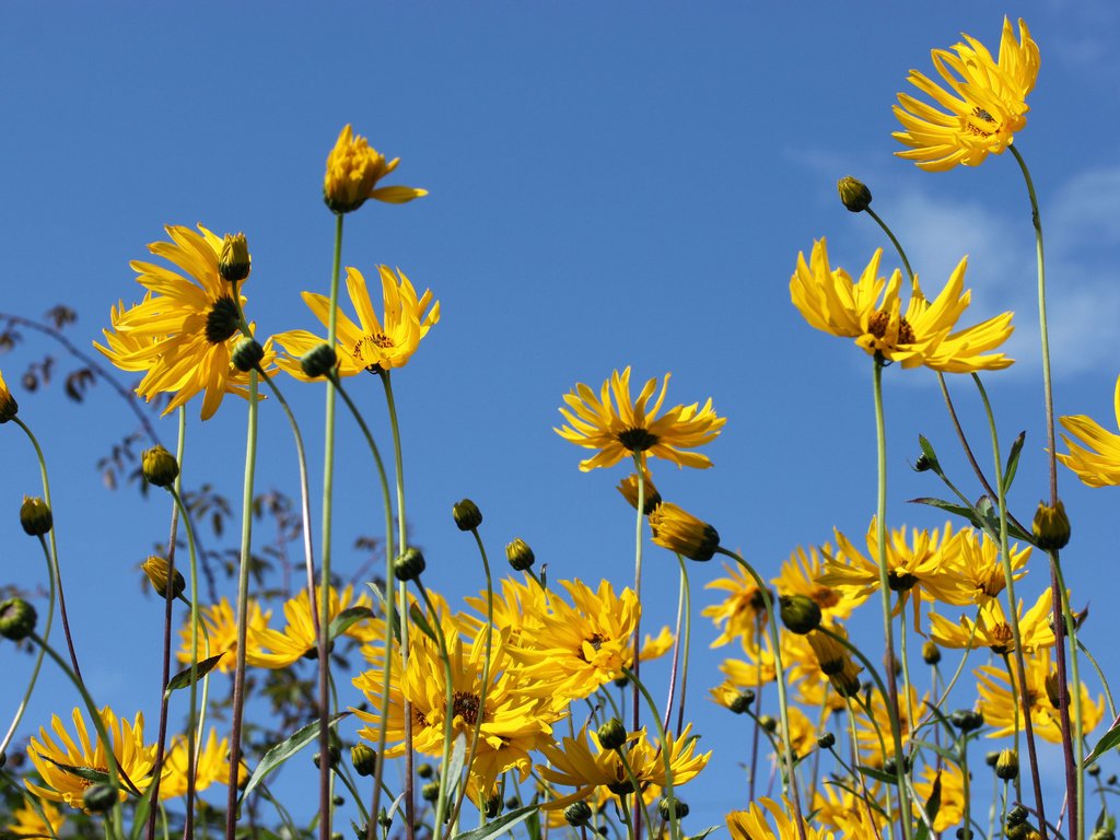 Обои небо, цветы, природа, лепестки, стебли, топинамбур, the sky, flowers, nature, petals, stems, jerusalem artichoke разрешение 2048x1365 Загрузить