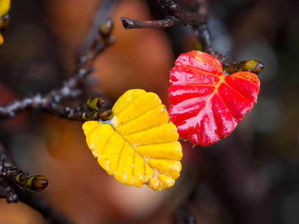 Обои ветка, листья, макро, осень, branch, leaves, macro, autumn разрешение 2048x1365 Загрузить