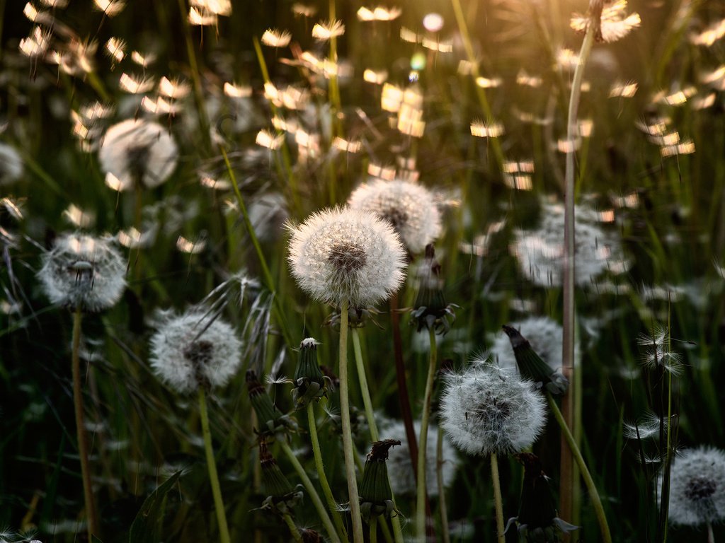 Обои свет, цветы, лето, одуванчики, light, flowers, summer, dandelions разрешение 2000x1341 Загрузить