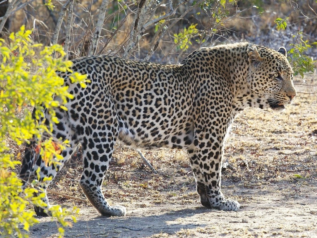 Обои леопард, африка, кустарник, дикая кошка, leopard, africa, shrub, wild cat разрешение 2048x1152 Загрузить