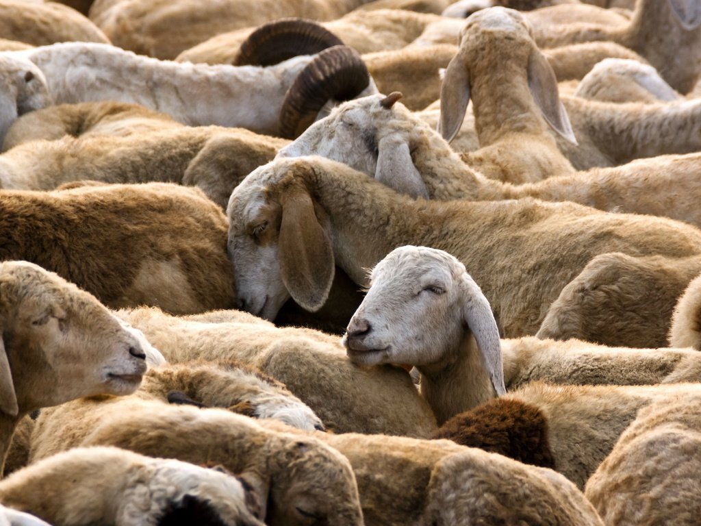 Обои природа, овцы, стадо, овца, nature, sheep, the herd разрешение 2560x1600 Загрузить