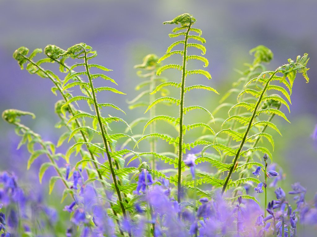 Обои цветы, природа, растения, макро, весна, колокольчики, папоротник, flowers, nature, plants, macro, spring, bells, fern разрешение 2048x1408 Загрузить