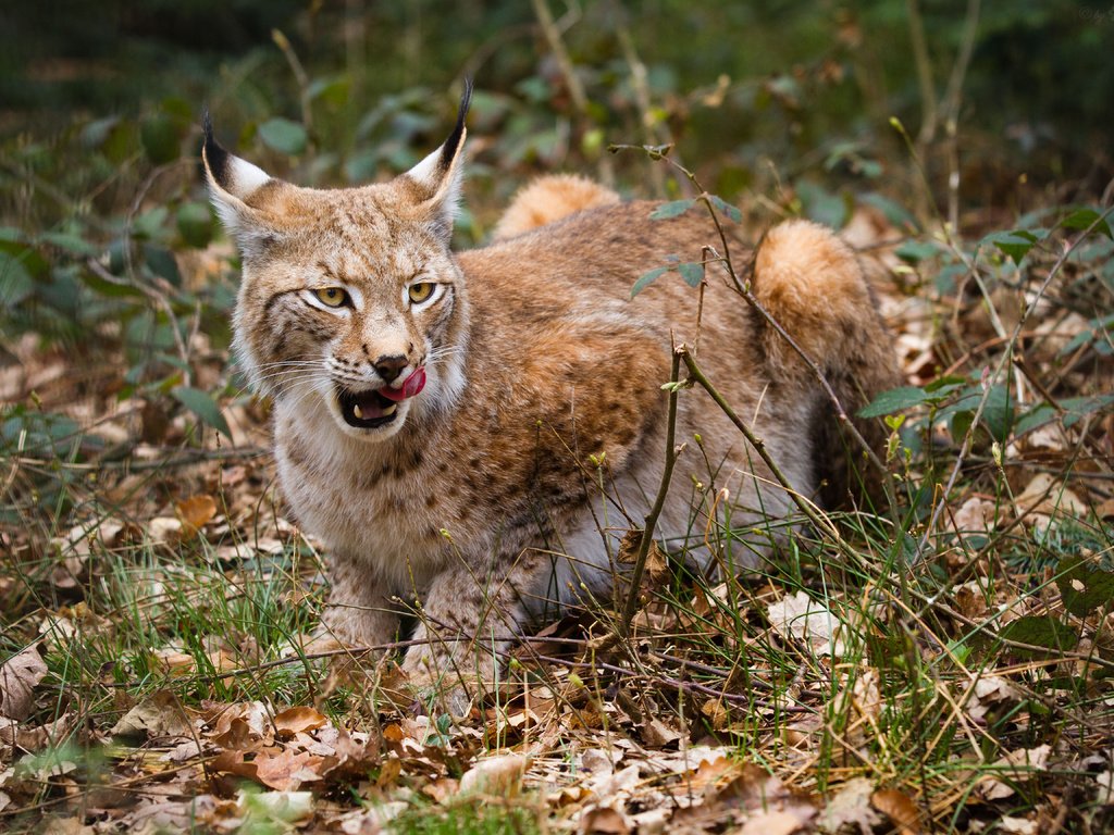 Обои листья, рысь, ветки, осень, язык, дикая кошка, leaves, lynx, branches, autumn, language, wild cat разрешение 5184x3456 Загрузить