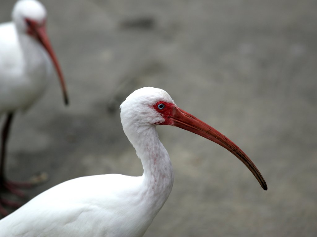 Обои птицы, клюв, перья, глаз, шея, ибис, birds, beak, feathers, eyes, neck, ibis разрешение 3104x2072 Загрузить