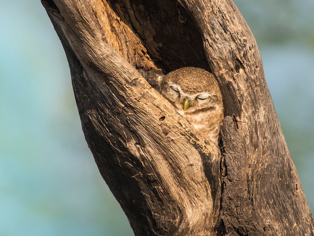 Обои сова, дерево, фон, сон, птица, клюв, дупло, owl, tree, background, sleep, bird, beak, the hollow разрешение 2048x1152 Загрузить