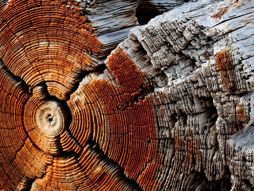 Обои дерево, макро, фон, ствол, древесина, бревно, tree, macro, background, trunk, wood, log разрешение 1920x1200 Загрузить