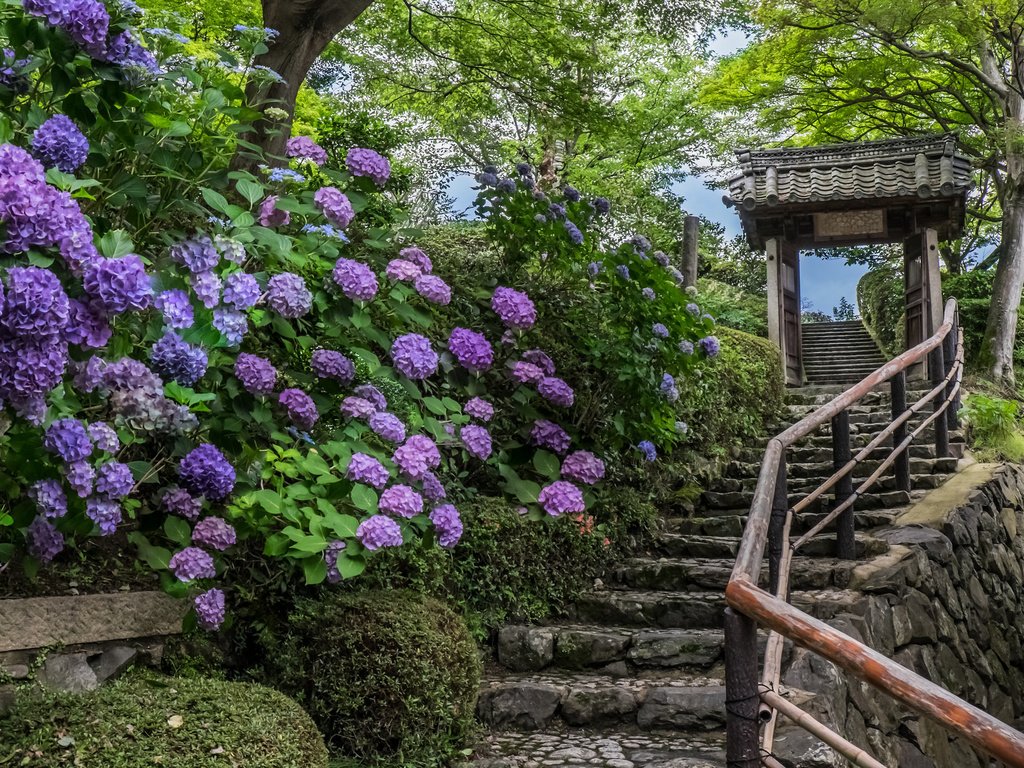 Обои цветы, храм, лестница, япония, киото, гортензии, flowers, temple, ladder, japan, kyoto, hydrangeas разрешение 2048x1365 Загрузить