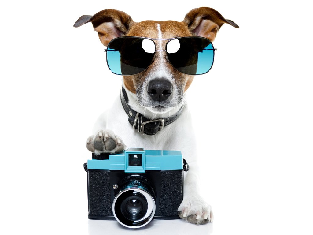 Обои очки, собака, фотоаппарат, юмор, ошейник, джек-рассел-терьер, glasses, dog, the camera, humor, collar, jack russell terrier разрешение 6000x4464 Загрузить