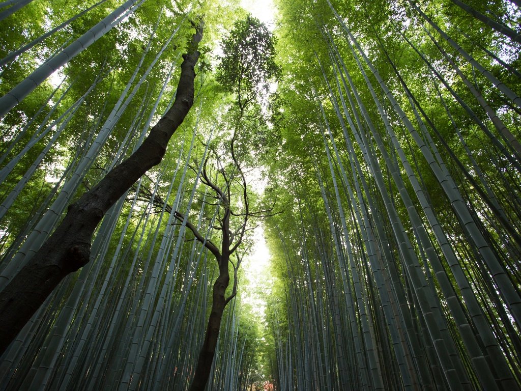 Обои лес, стволы, вершины, бамбук, просвет, солнечный свет, бамбуковый, forest, trunks, tops, bamboo, clearance, sunlight разрешение 2880x1920 Загрузить