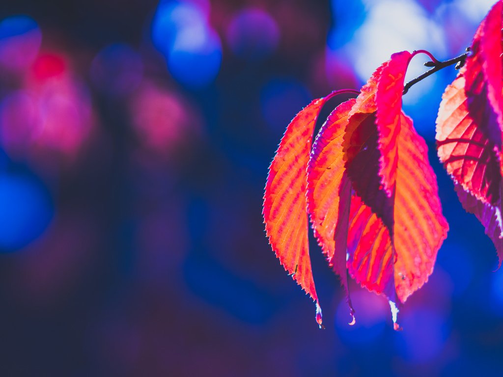 Обои природа, листья, осень, боке, багрянец, nature, leaves, autumn, bokeh, the crimson разрешение 2048x1365 Загрузить