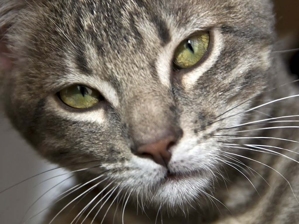 Обои глаза, кот, усы, шерсть, кошка, серый, полосатый, eyes, cat, mustache, wool, grey, striped разрешение 3840x2160 Загрузить