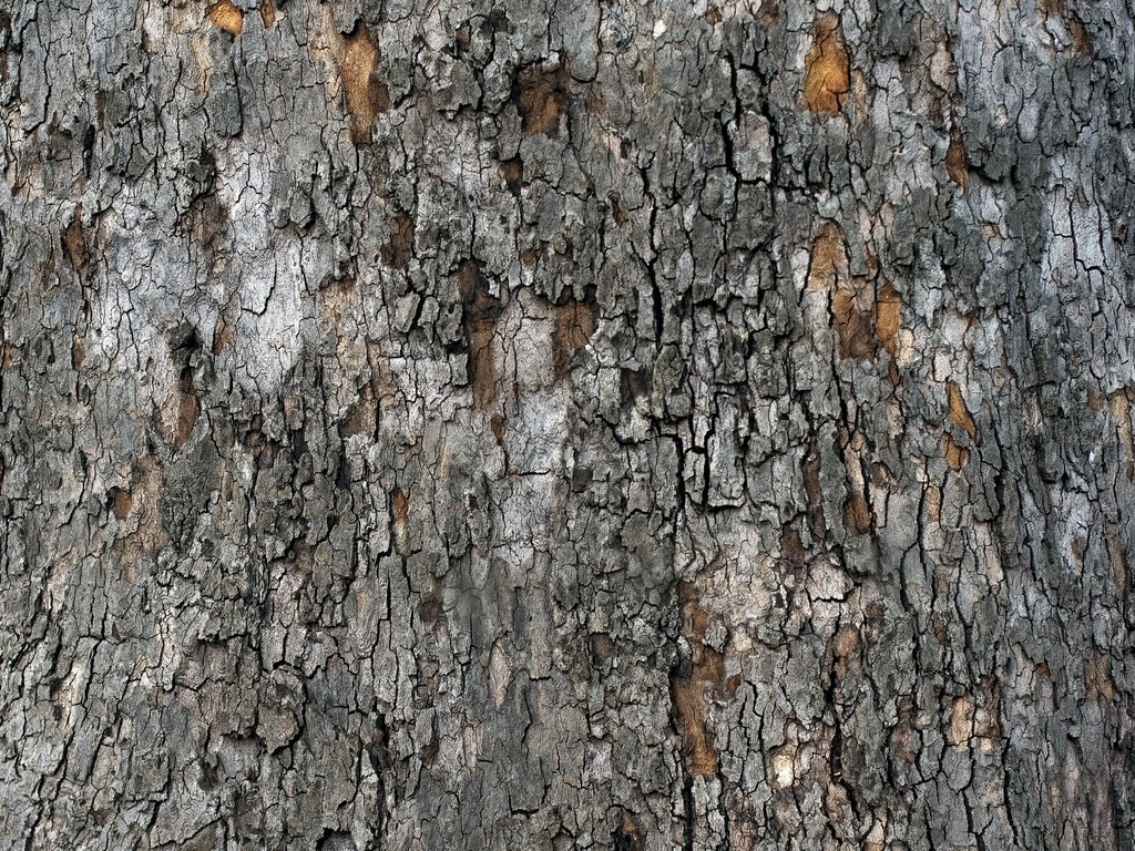 Обои дерево, текстура, кора, tree, texture, bark разрешение 2560x1600 Загрузить
