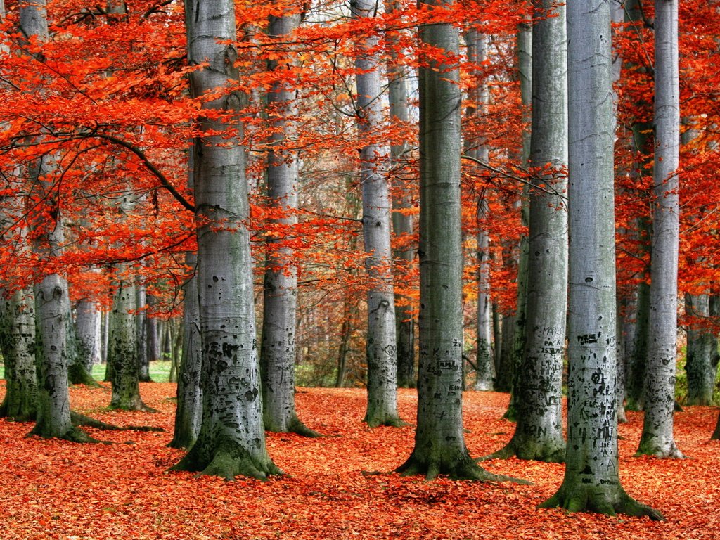 Обои деревья, лес, листья, пейзаж, осень, красные, trees, forest, leaves, landscape, autumn, red разрешение 2560x1600 Загрузить