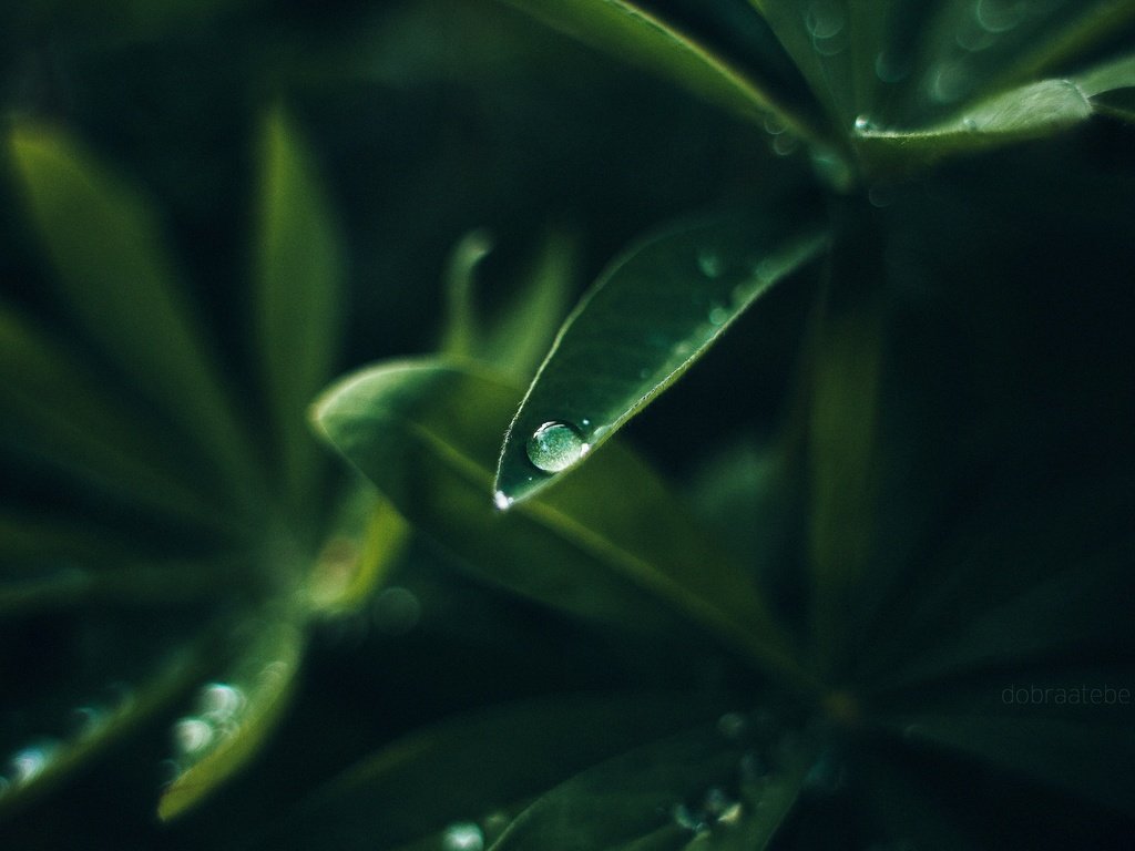 Обои природа, листья, макро, роса, капли, зеленые, растение, dobraatebe, nature, leaves, macro, rosa, drops, green, plant разрешение 2880x1920 Загрузить