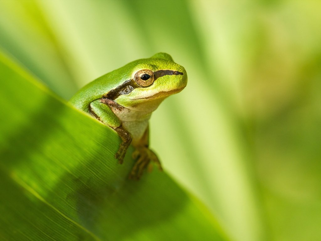 Обои природа, фон, лягушка, nature, background, frog разрешение 2047x1283 Загрузить