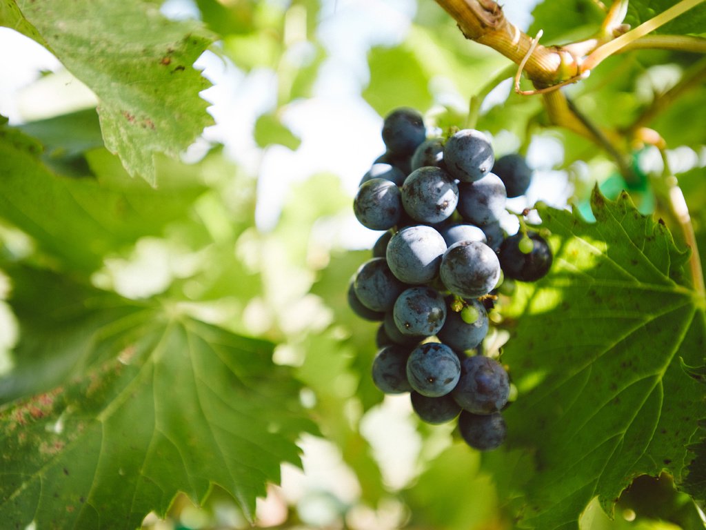 Обои листья, виноград, гроздь, leaves, grapes, bunch разрешение 6016x4016 Загрузить