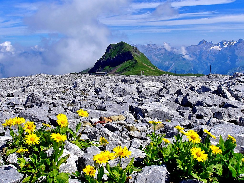 Обои цветы, горы, камни, франция, альпы, верхняя савойя, flowers, mountains, stones, france, alps, haute-savoie разрешение 2358x1200 Загрузить