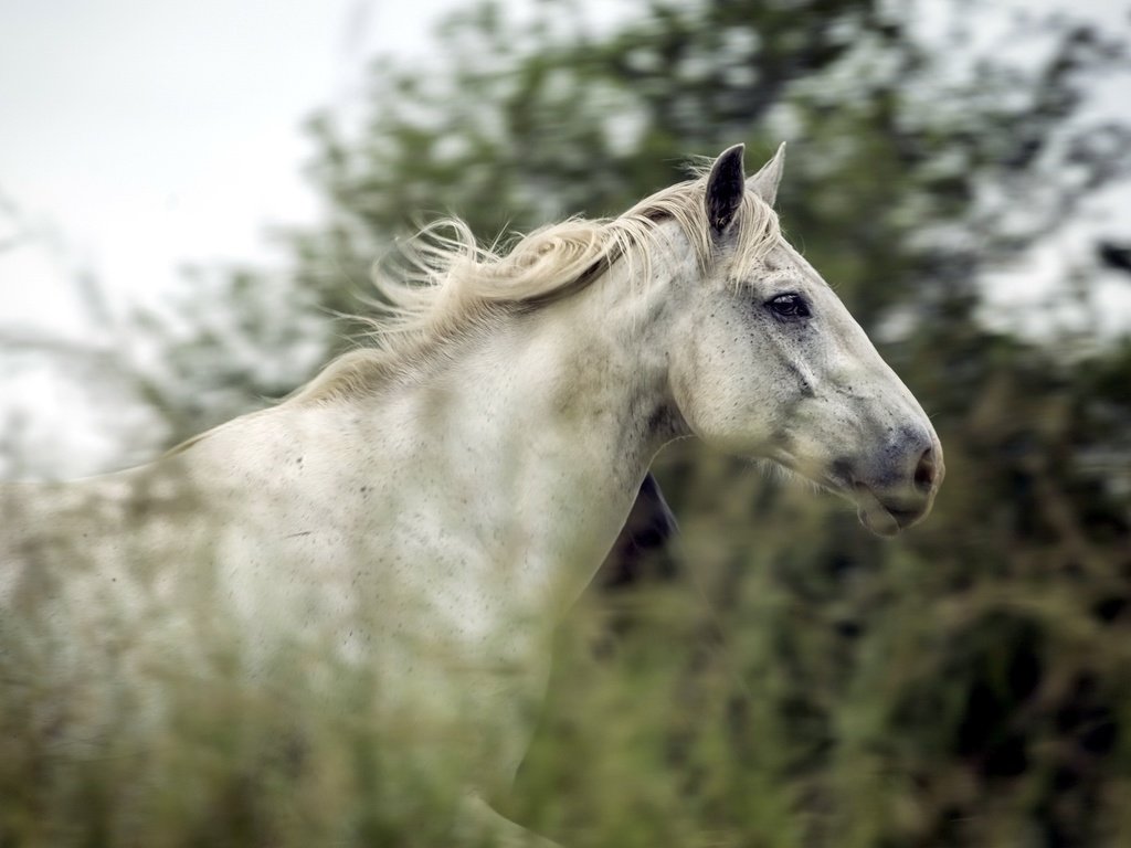 Обои лошадь, природа, лето, конь, horse, nature, summer разрешение 2500x1669 Загрузить