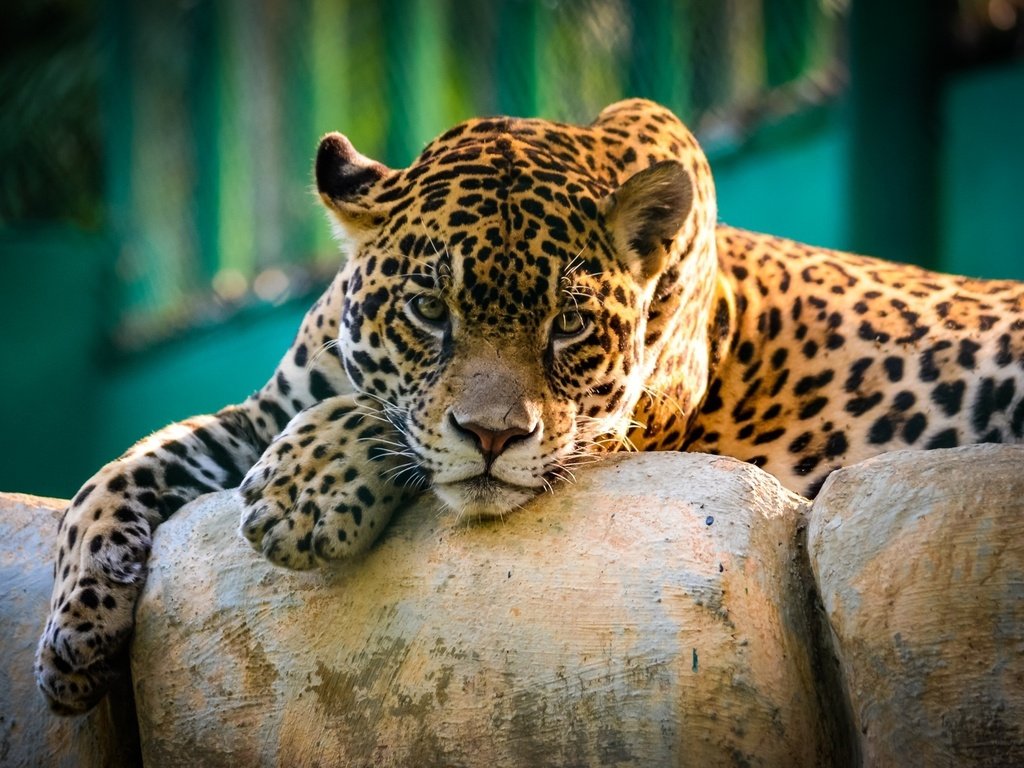 Обои ягуар, кошки, большие, ягуары, jaguar, cats, large, jaguars разрешение 1920x1200 Загрузить