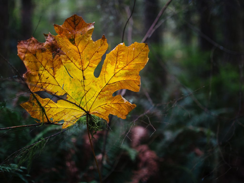 Обои природа, осень, лист, nature, autumn, sheet разрешение 2048x1152 Загрузить