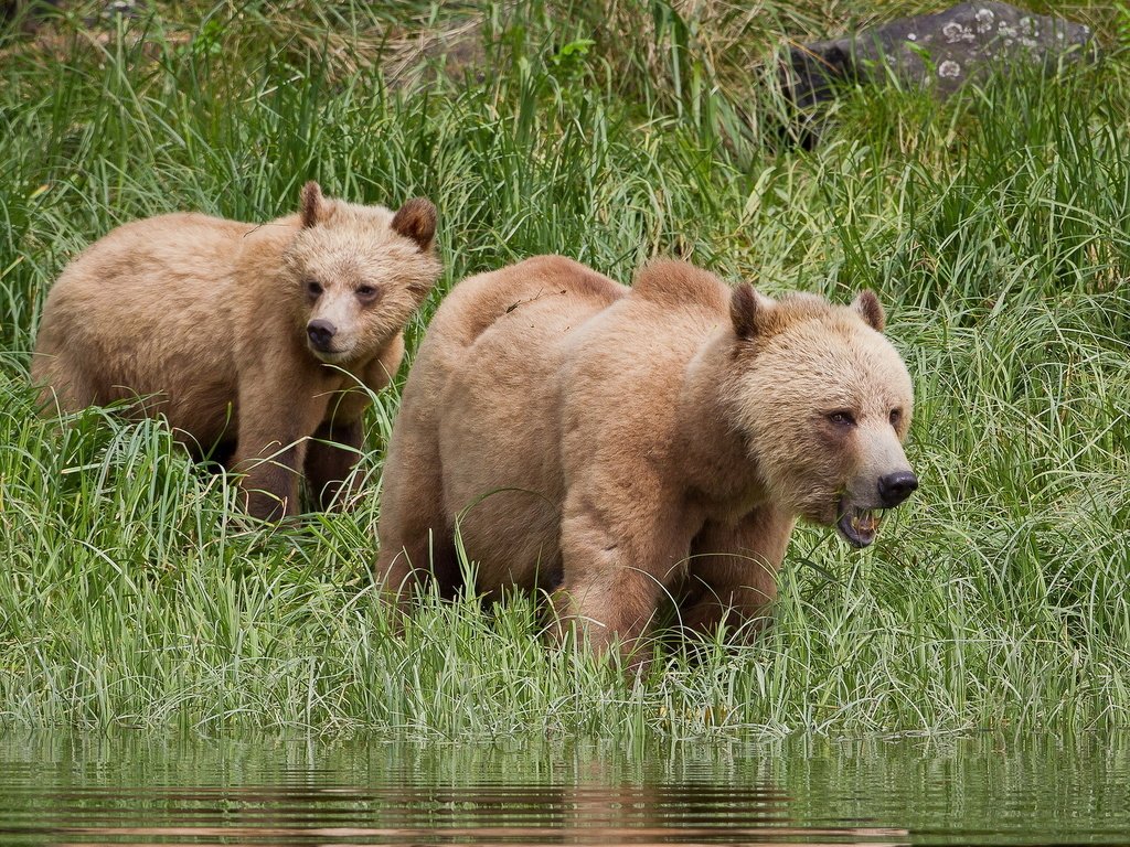 Обои природа, лето, медведи, гризли, grizzly bear, nature, summer, bears, grizzly разрешение 1920x1200 Загрузить