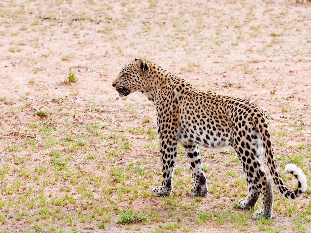 Обои кошка, леопард, патруль, cat, leopard, patrol разрешение 2048x1360 Загрузить